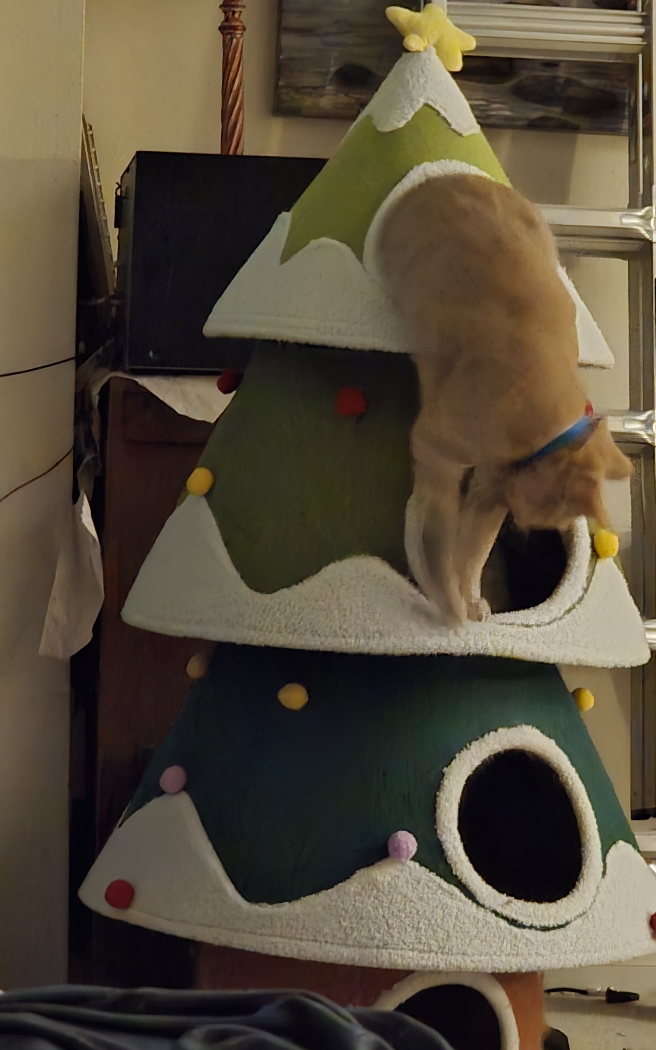 George climbing a Christmas tree